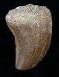 Mosasaur (Halisaurus Arambourgi) Tooth #17020-1